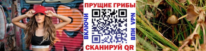 что такое наркотик  Киржач  ссылка на мегу зеркало  Галлюциногенные грибы Psilocybine cubensis 